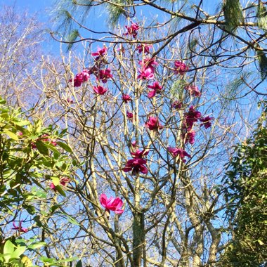 Magnolia campbellii