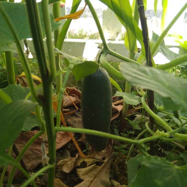 Plant image Cucumis Sativus 'Muncher'