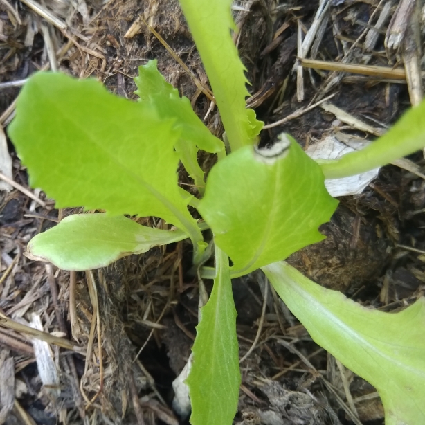 Plant image Lactuca Sativa 'Grand Rapids'