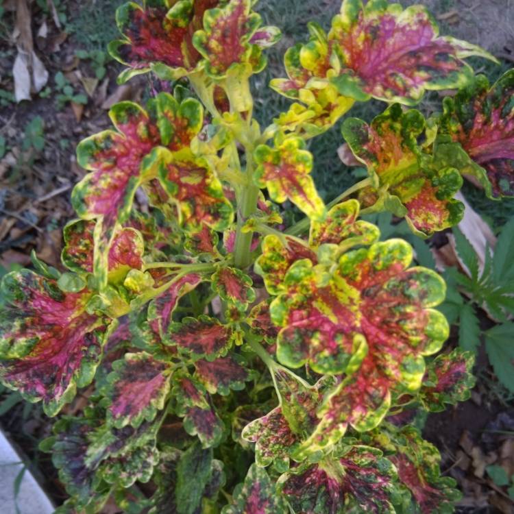 Plant image Plectranthus scutellarioides 'El Brighto'