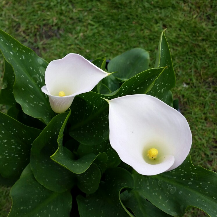 Calla Lily