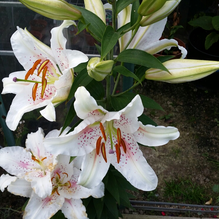 Plant image Lilium 'Extravaganza'