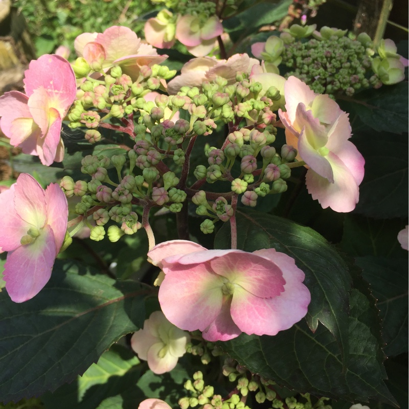 Hydrangea 'Diadem'