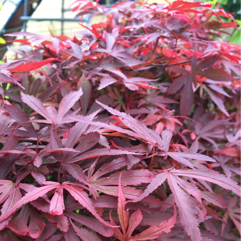 Plant image Acer Palmatum 'Crippsii'