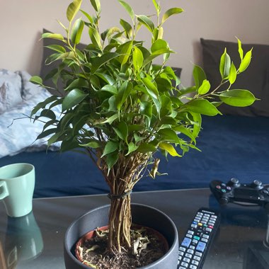 Ficus benjamina