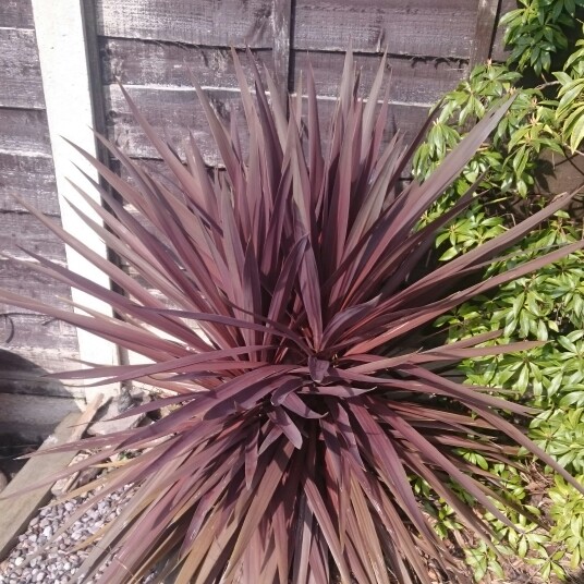 New Zealand Flax 'Evening Glow'