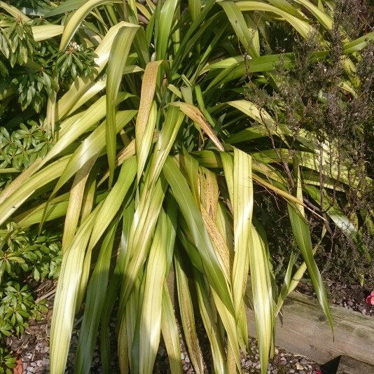 New Zealand Flax