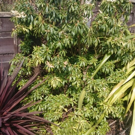 Pieris 'White Cascade'