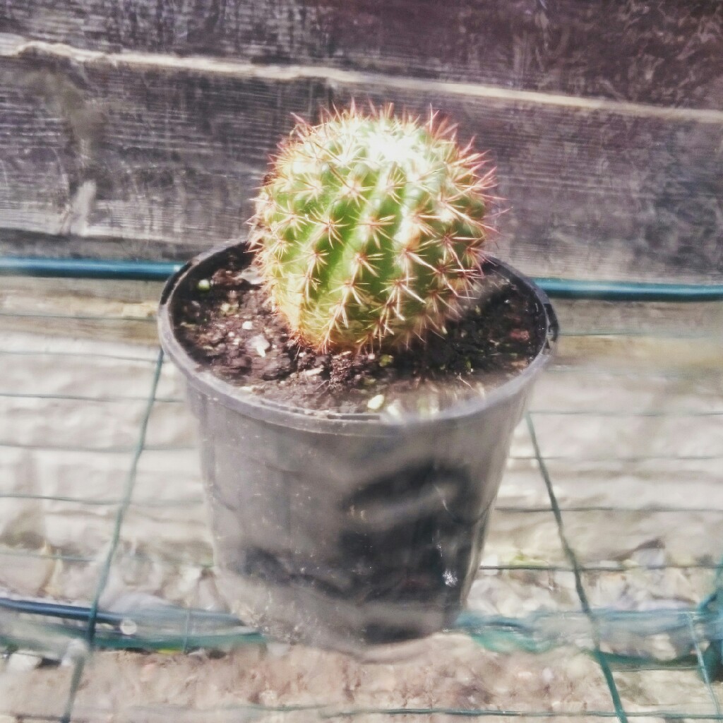 Golden barrel cactus