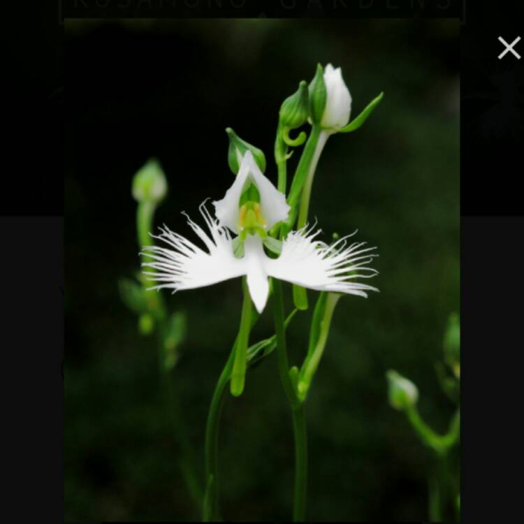 Plant image Pecteilis radiata syn.Habenaria radiata