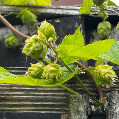 Humulus Lupulus