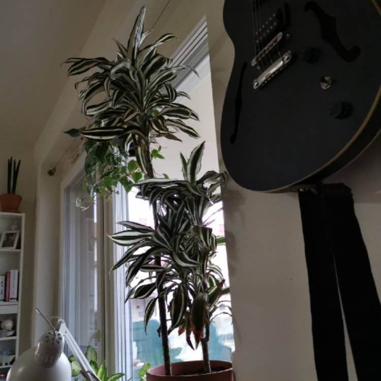 Plant image Dracaena deremensis 'Warneckii'