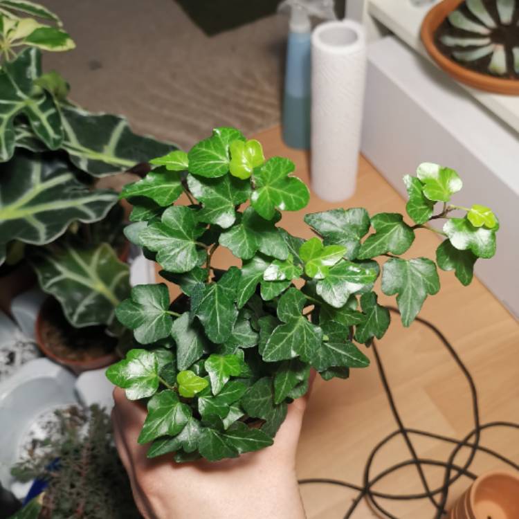 Plant image Hedera helix 'Thorndale'