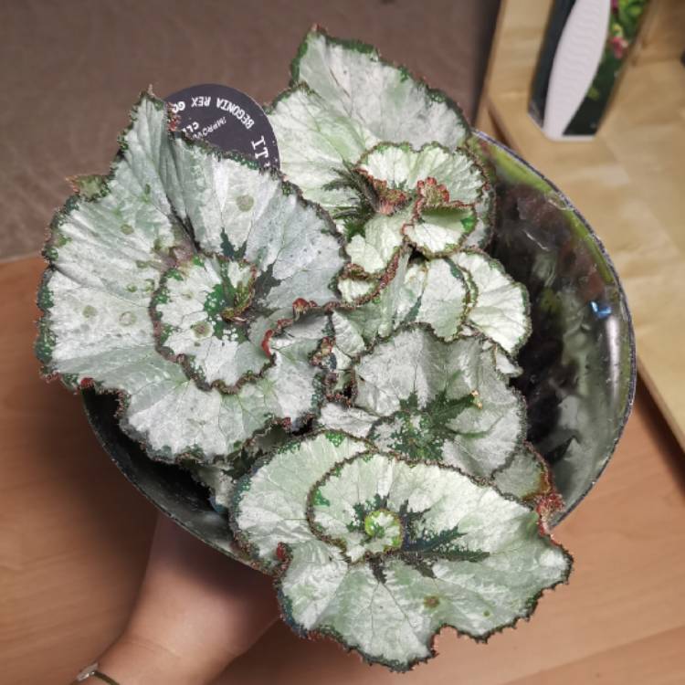 Plant image Begonia (Rex Cultorum Group) 'Escargot' syn. Begonia rex 'Escargot'