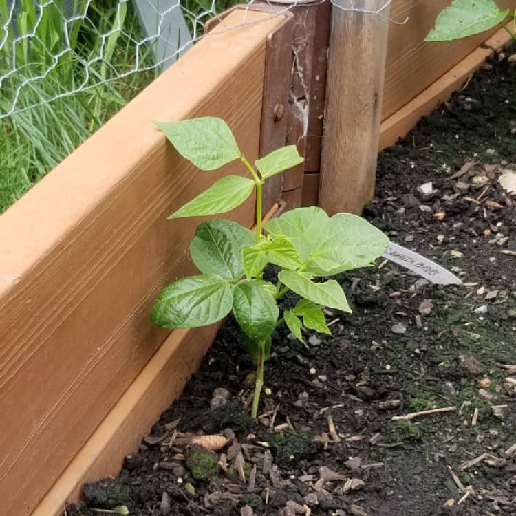 Plant image Phaseolus vulgarus 'Burpee Stringless'