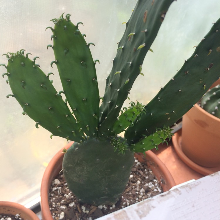 Plant image Opuntia cochenillifera syn. Nopalea cochenillifera