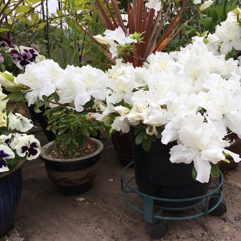 Plant image Rhododendron japonica 'Silver Queen'