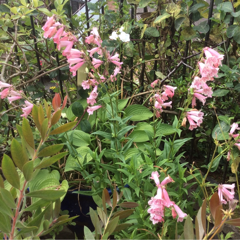 Plant image Penstemon phoenix 'Appleblossom'