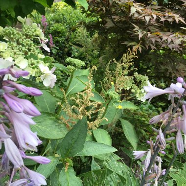 Plantain Lily