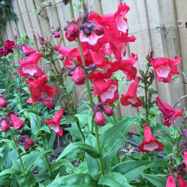 Beardtongue