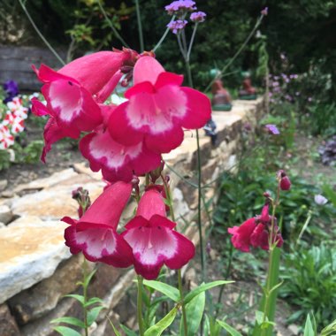 Beardtongue