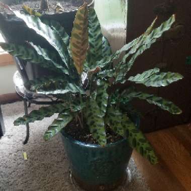 Calathea lancifolia