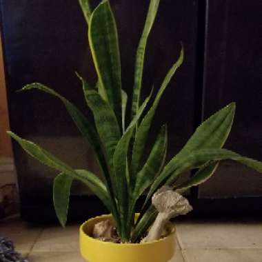 Snake Plant