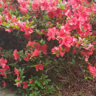 Azalea