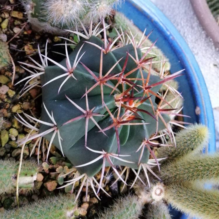 Plant image Melocactus