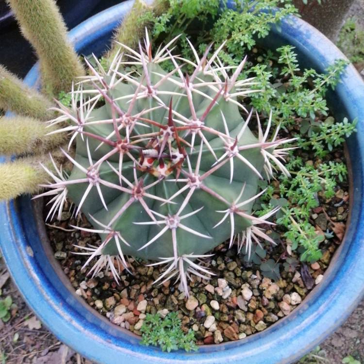 Plant image Melocactus