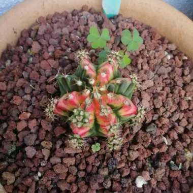 Gymnocalycium 'Multicolor'