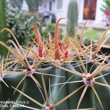 Ferocactus Horridus 