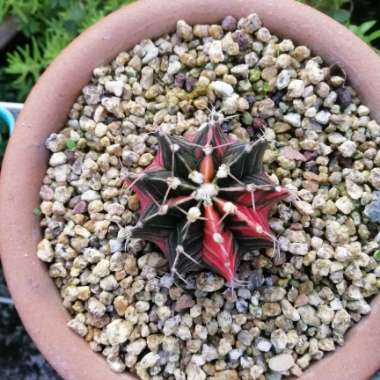 Gymnocalycium 