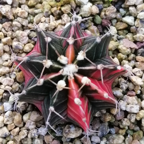 Plant image Gymnocalycium Lb Var