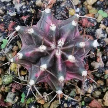 Gymnocalycium 'Emerald'