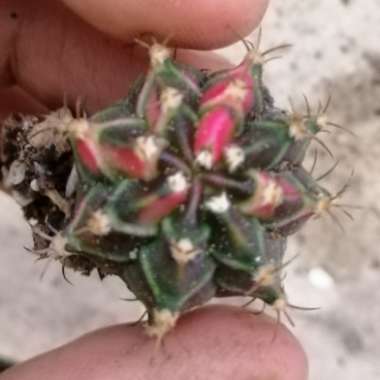 Gymnocalycium 'Black Pearl'