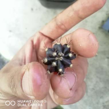 Gymnocalycium 'Black Widow'