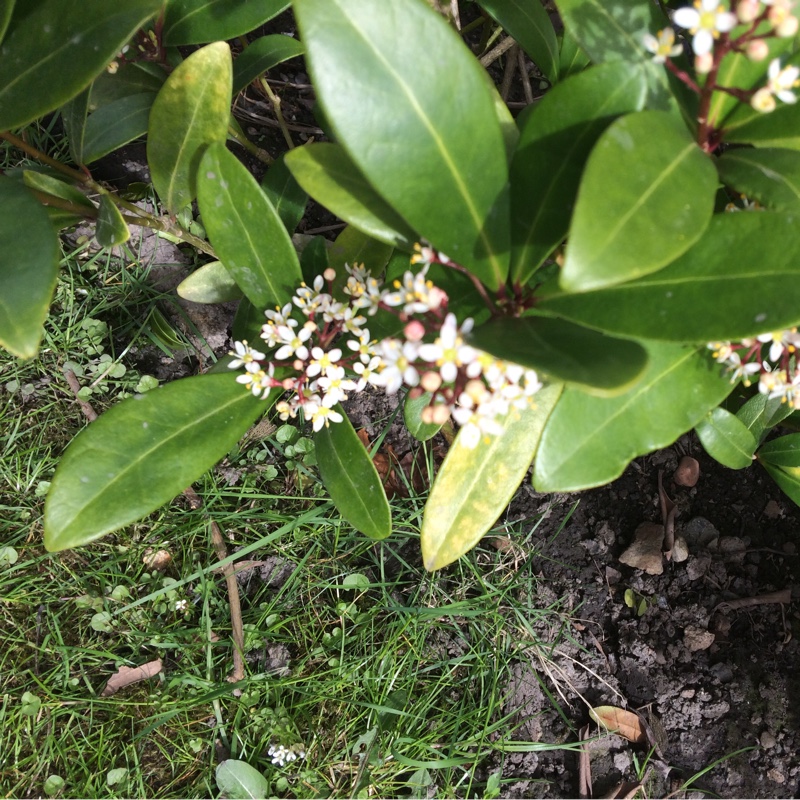 Plant image Skimmia x confusa 'Kew Green'