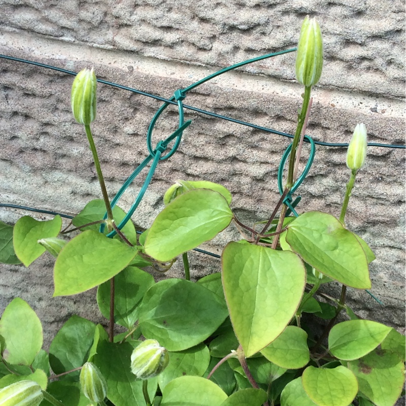 Clematis 'Henryi'