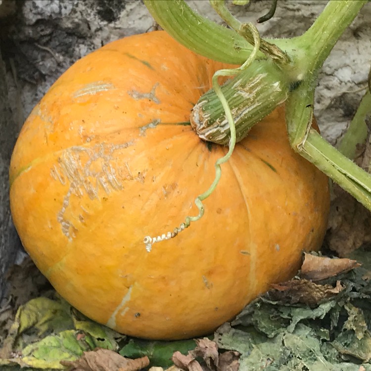 Plant image Cucurbita Maxima 'Uchiki Kuri'