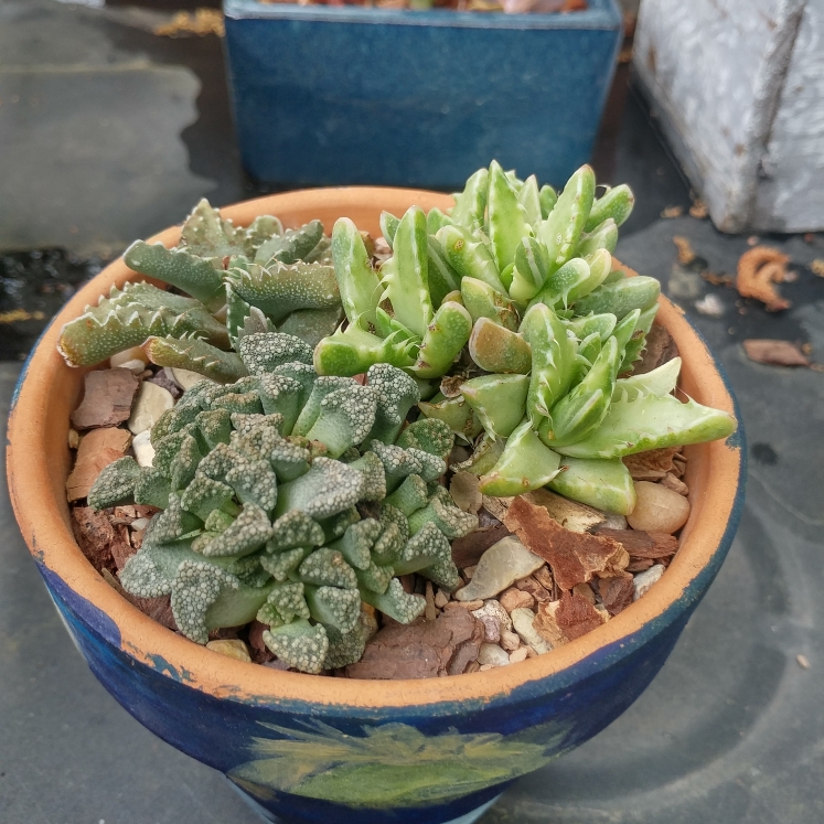 Plant image Faucaria tigrina variegata