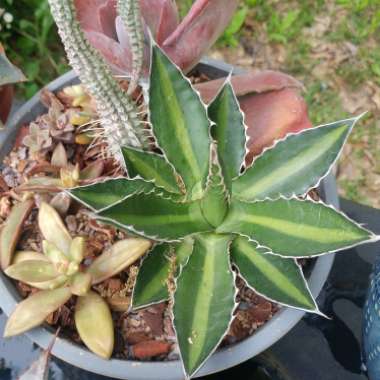 Agave lophantha 'Splendida'