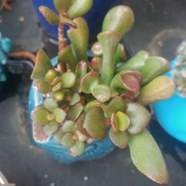 Crassula ovata Hobbit