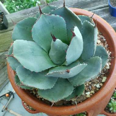 Agave parryi var. 'Truncata'