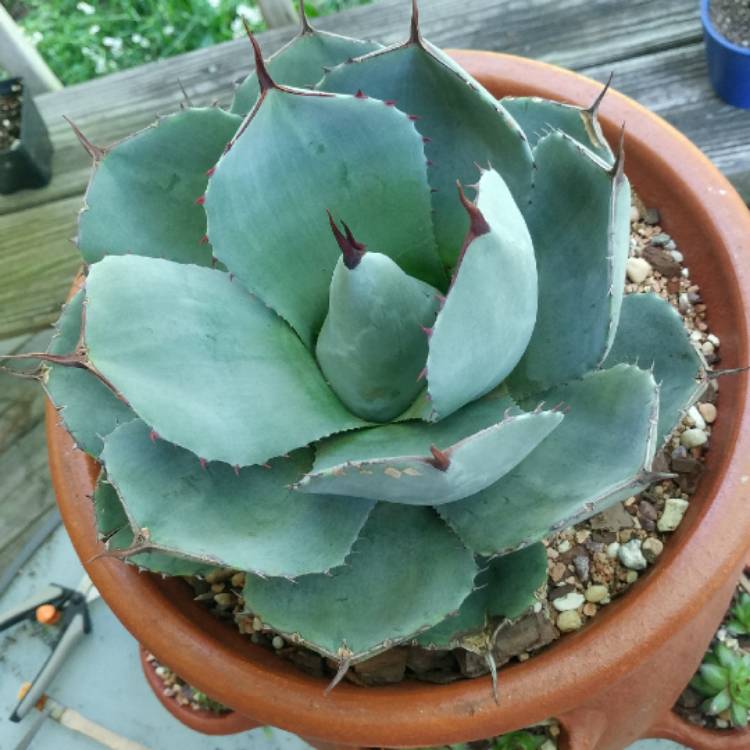 Plant image Agave parryi var. 'Truncata'