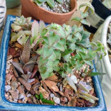 Haworthia Venosa ssp. Tessllata