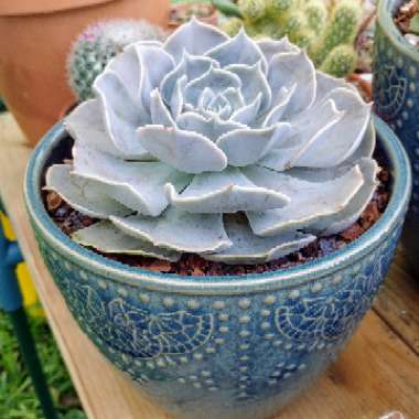 Echeveria Pollux