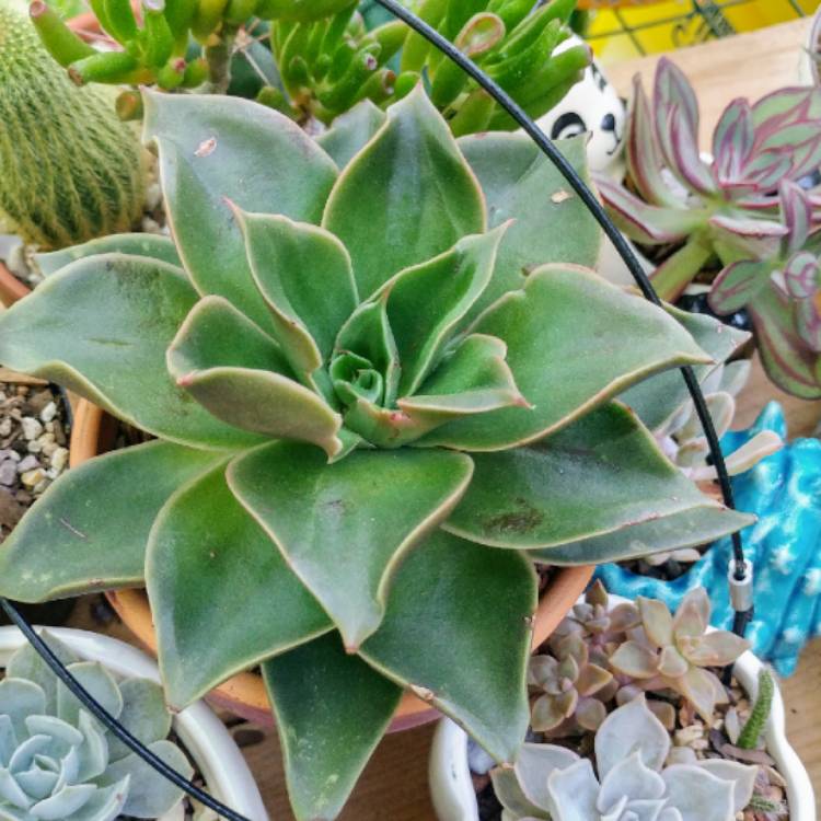 Plant image Echeveria Green Star