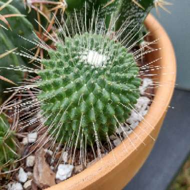 Mammillaria spinosissima 'Un Pico'