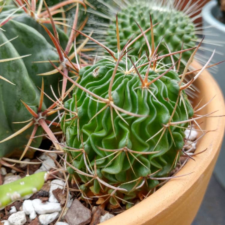 Plant image Stenocactus crispatus syn.Echinofossulocactus lamellosus,Stenocactus lamellosus